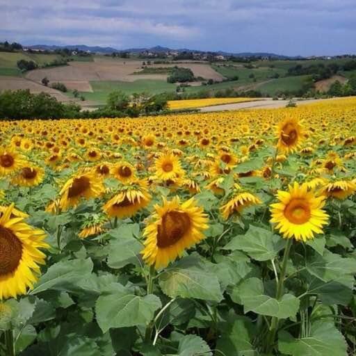 B&B Monferrato La Casa Sui Tetti Murisengo Dış mekan fotoğraf